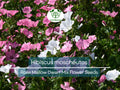 40 Seeds Rose Mallow Dwarf Mix (Hibiscus moscheutos) - Colorful Perennial Flower, Compact, Ideal for Gardens, Attracts Pollinators