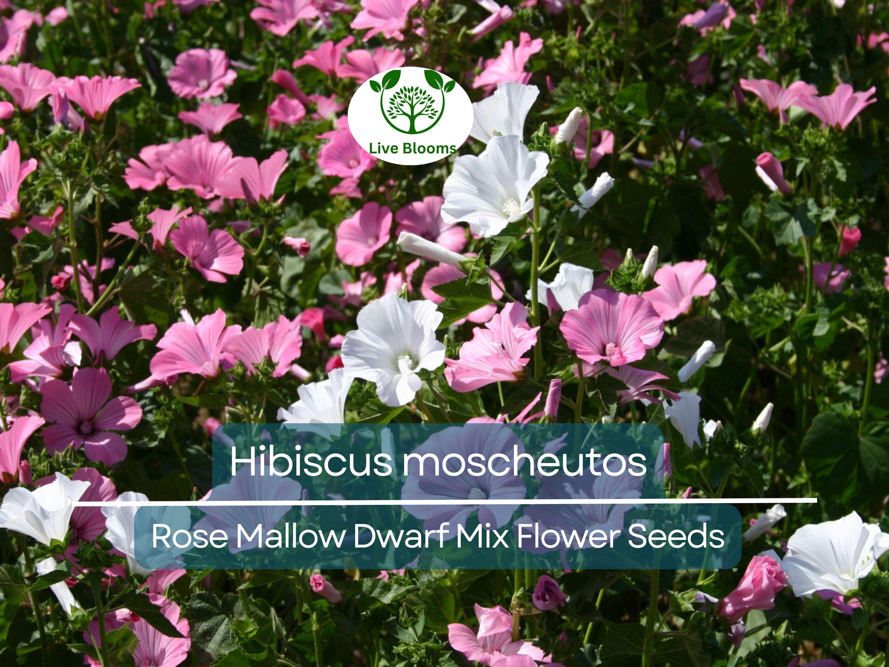 40 Seeds Rose Mallow Dwarf Mix (Hibiscus moscheutos) - Colorful Perennial Flower, Compact, Ideal for Gardens, Attracts Pollinators