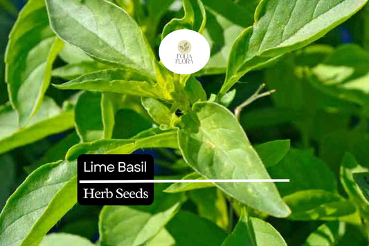 500 Seeds Lime Basil (Ocimum basilicum) – Citrus-Scented Herb for Culinary & Garden Use
