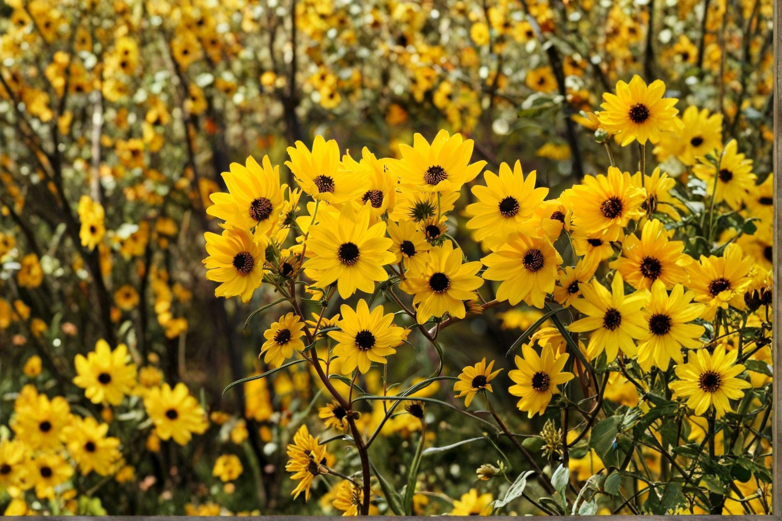 Swamp Sunflower – Helianthus angustifolius Seeds | 100 Seeds | Tall Native Wildflower | Bright Yellow Fall Blooms