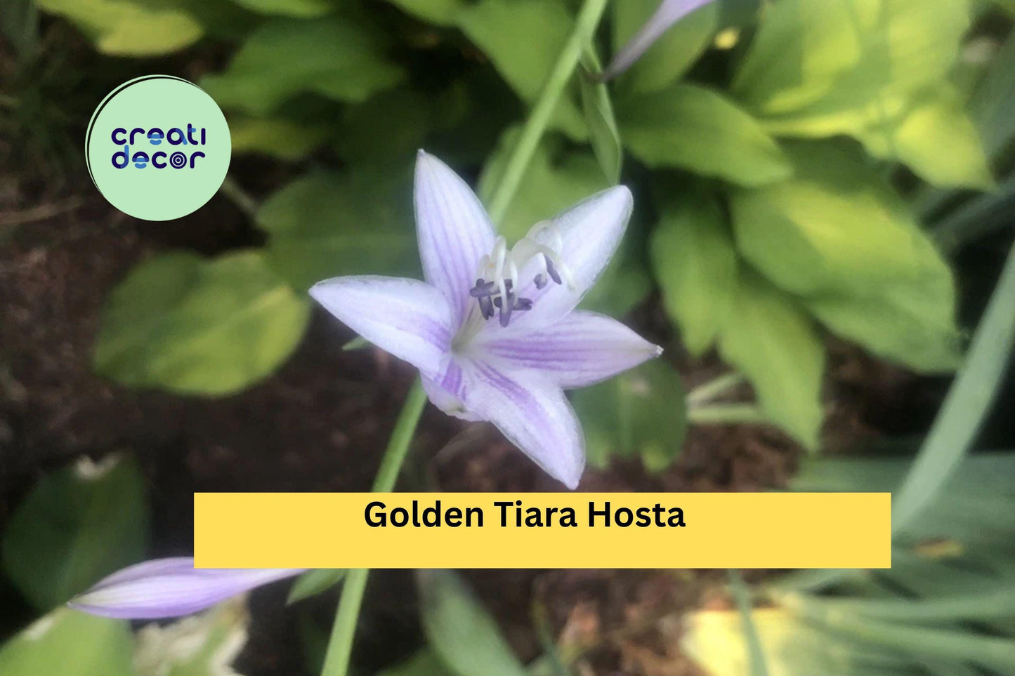 Golden Tiara Hosta Live Plants | 5 Bare Root Shade Perennials | Compact Hostas with Purple Summer Flowers for Outdoor Gardens