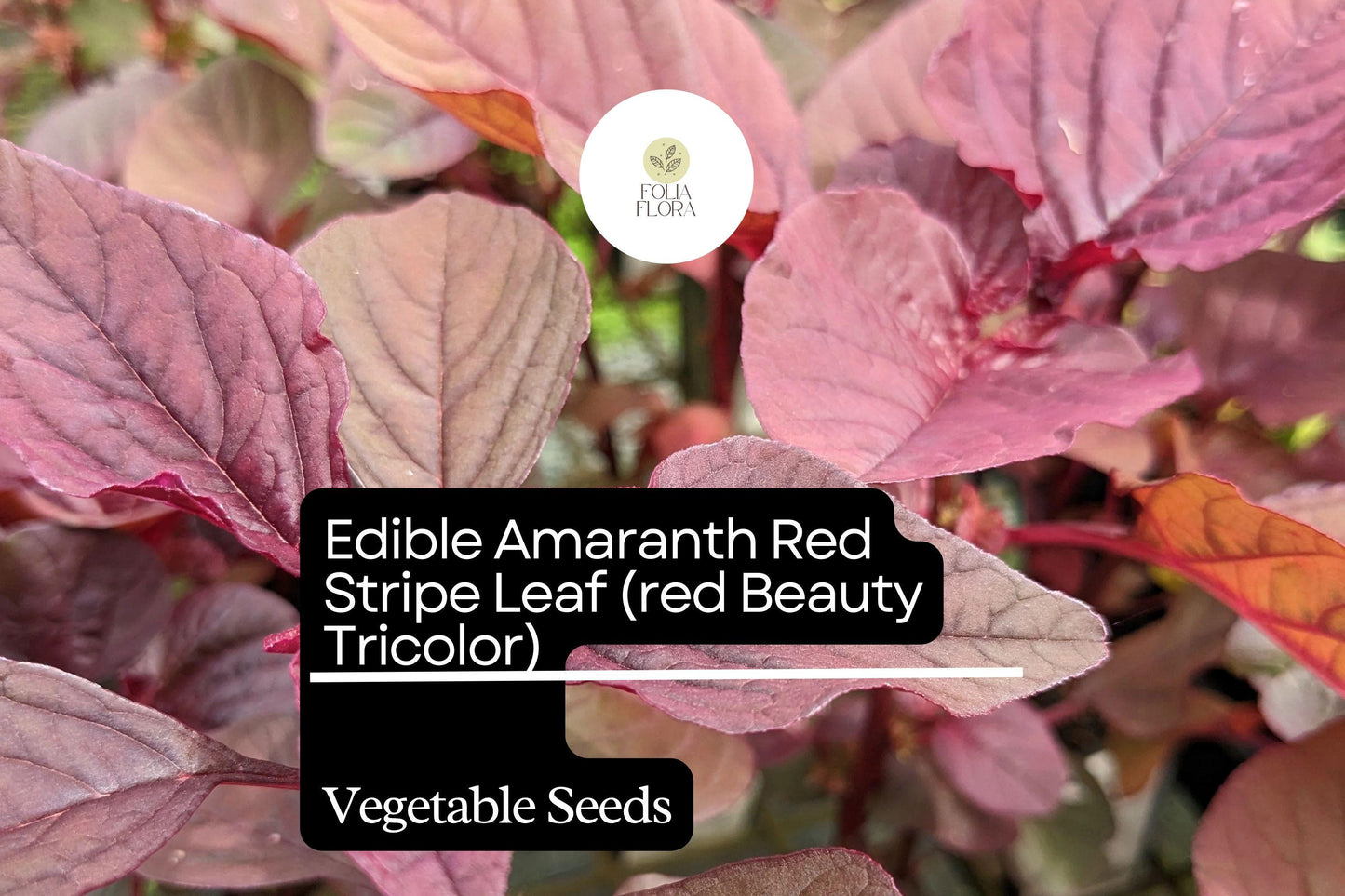 500mg Edible Amaranth Seeds Amaranthus tricolor Red Beauty Red Stripe Leaf for Planting | Heirloom Vegetable Microgreens
