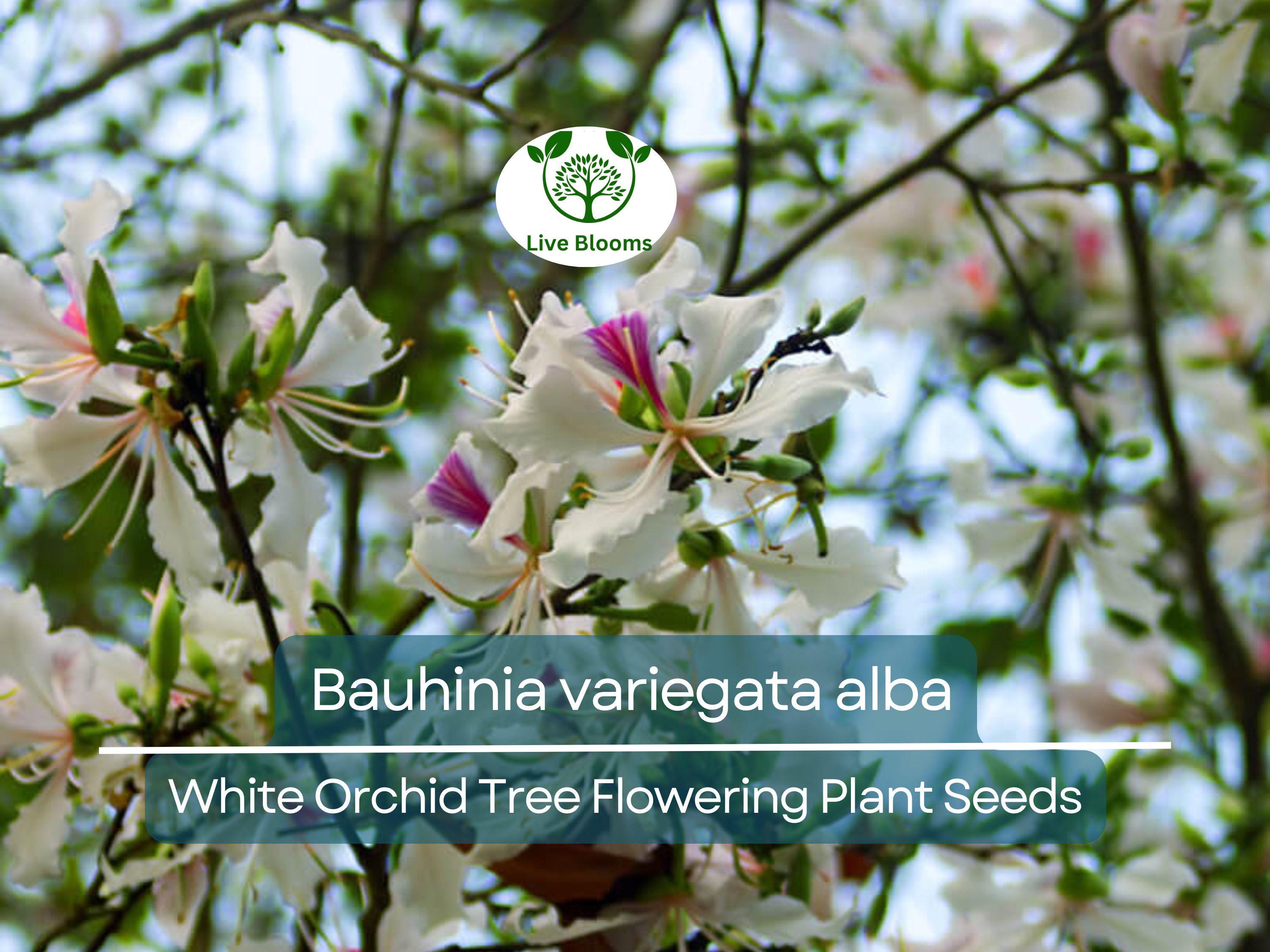 10 Seeds Bauhinia Alba – White Orchid Tree (Bauhinia variegata alba) | Stunning Flowering Plant for Planting