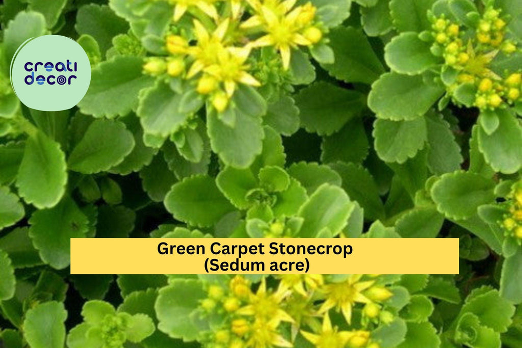 Green Carpet Stonecrop – 10 Live Sedum acre Plants, Hardy Golden Ground Cover for Rock Gardens, Path Edges, and Containers