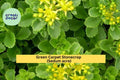 Green Carpet Stonecrop – 10 Live Sedum acre Plants, Hardy Golden Ground Cover for Rock Gardens, Path Edges, and Containers