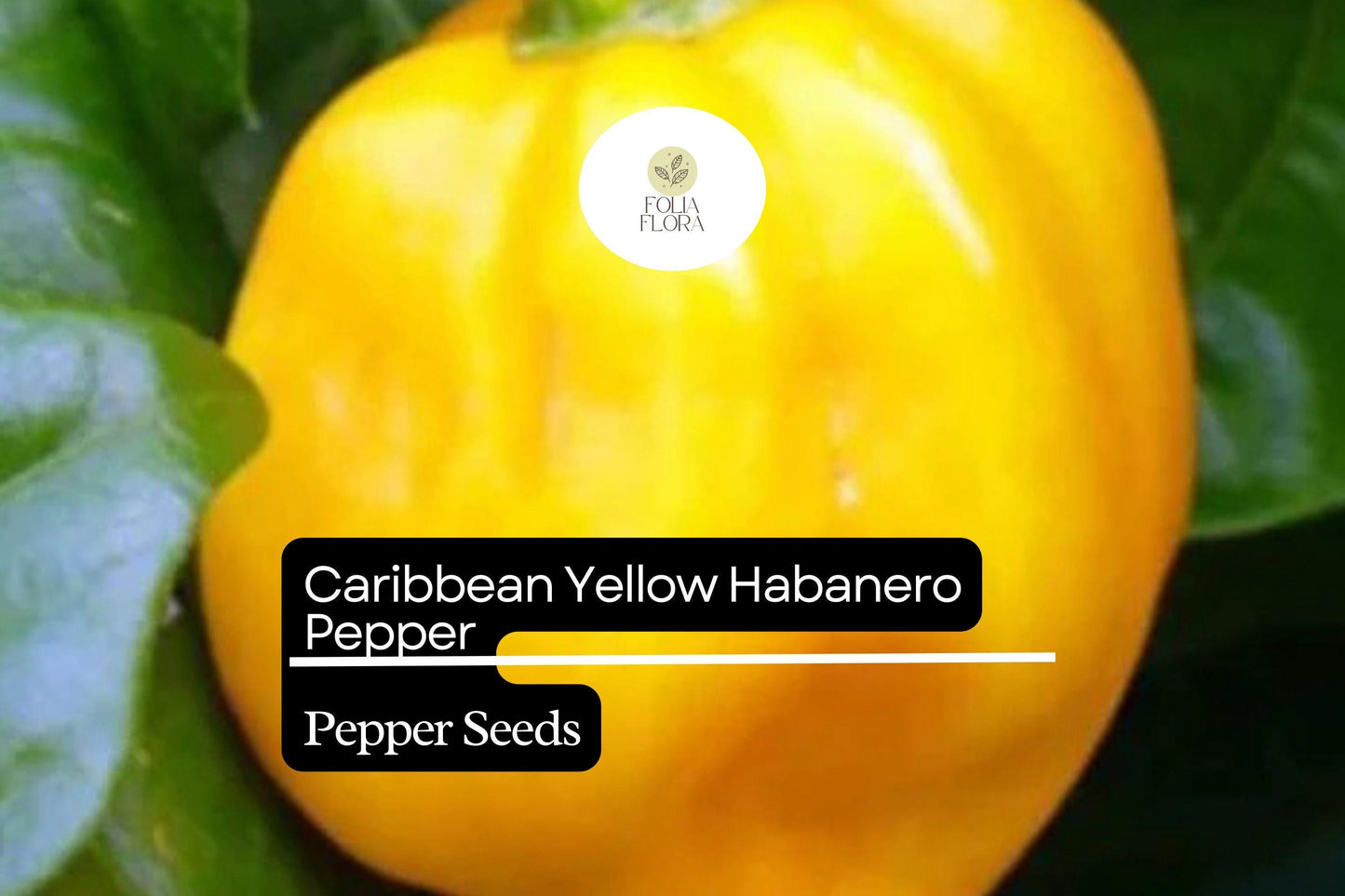 25 Caribbean Yellow Habanero Pepper Seeds – Capsicum chinense – Hot Chili, Heirloom, Non-GMO, 300,000+ Scoville