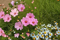 Cosmos – Gloria 100 Seeds | Classic Cosmos Flower | Bright Pink Blooms | Easy & Fast Growing