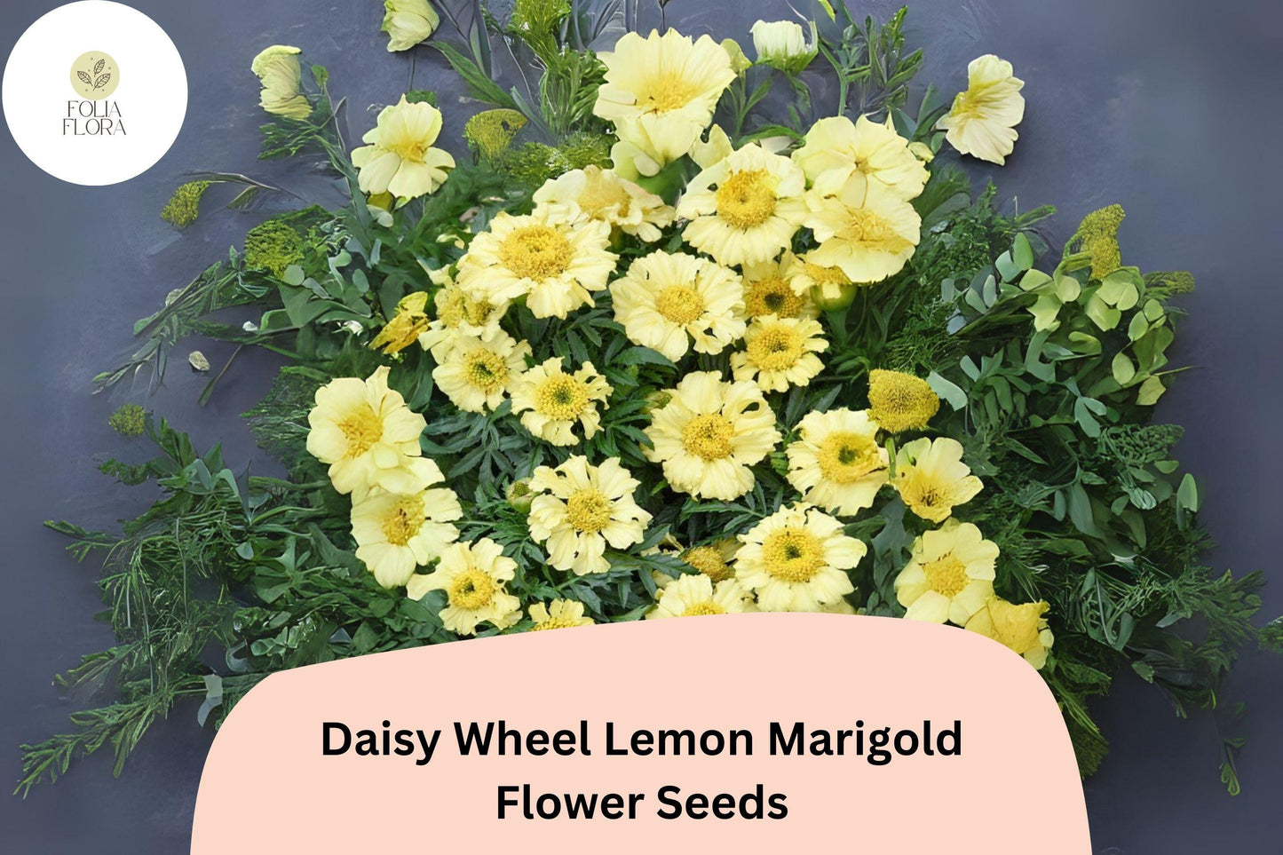 25+ Daisy Wheel Lemon Marigold Seeds | Tagetes tenuifolia | Compact Lemon-Yellow Marigold Flowers for Garden Planting
