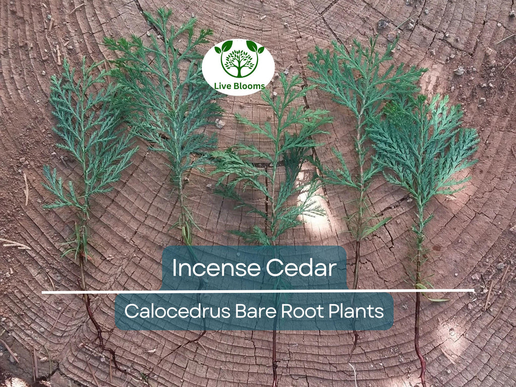 5 Incense Cedar Tree Seedlings – Live Bare Root Plants – Calocedrus decurrens – Fragrant Evergreen for Landscape or Privacy