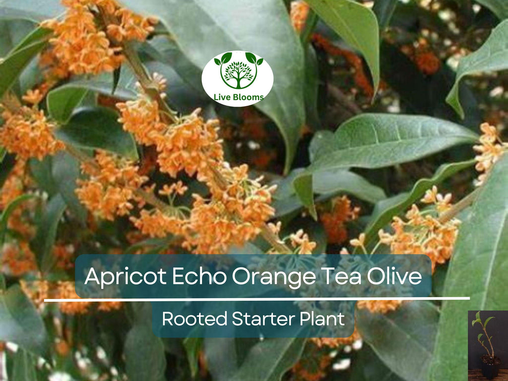 1 Apricot Echo Osmanthus fragrans Rooted Starter Plant - Fragrant Tea Sweet Olive Bareroot - Ideal for Garden, Fragrant Evergreen Shrub