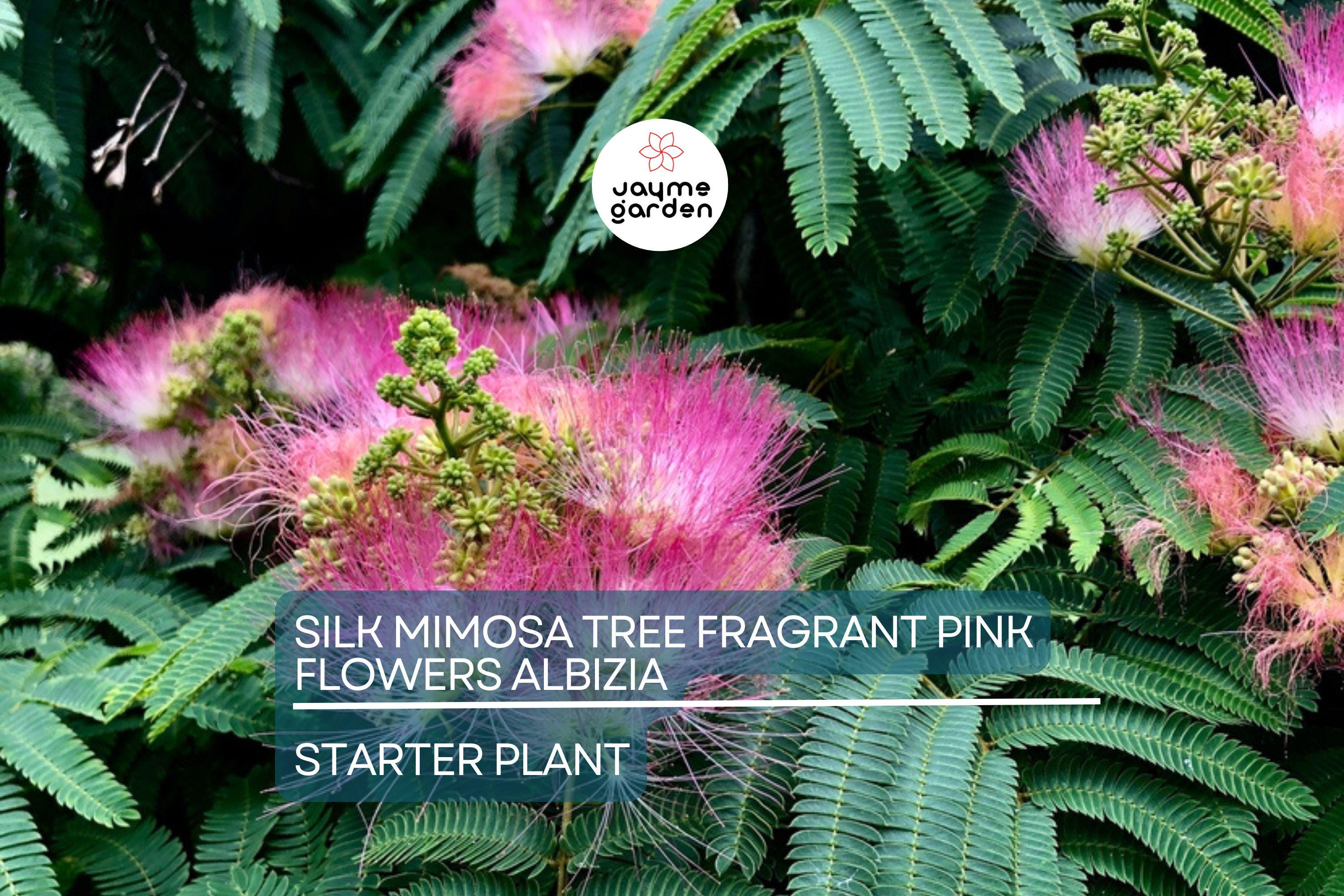 2 Pink Silk Mimosa Trees Fragrant Powder Puff Flowers | 6" Seedlings | Attracts Butterflies & Hummingbirds | Dormant Winter Shipping