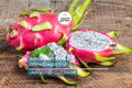 White Dragon Fruit Pepino Dulce 2 Cuttings 9-14" Sweet White, Spiral Segments, Healthy, Fresh Fruit for Smoothies & Snacks