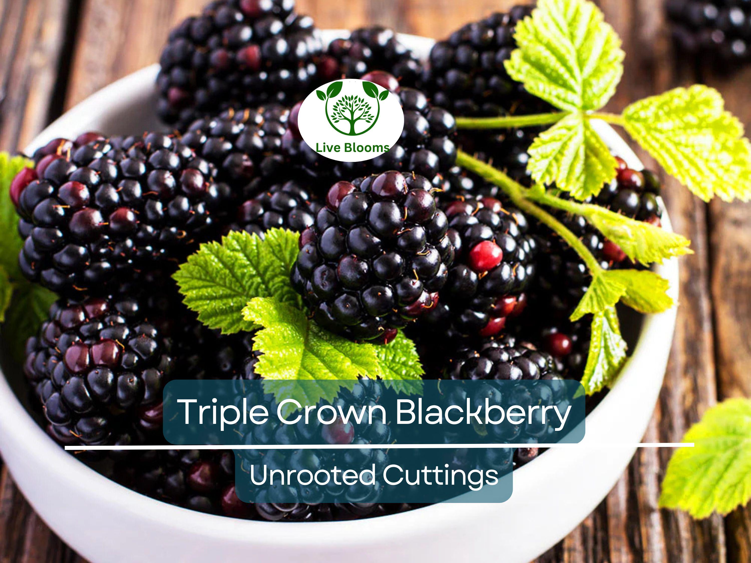5 TRIPLE CROWN BLACKBERRY Scion Cuttings (Rubus fruticosus) for Rooting or Grafting, 8-10", Heirloom, Sweet Blackberry Bush