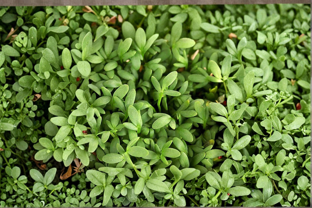 Pepper Cress – Lepidium sativum Seeds | 75 Seeds | Fast-Growing Microgreen Herb | Edible Garden Favorite