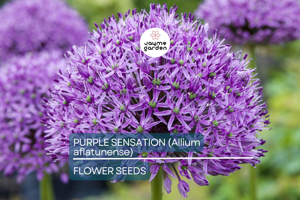 10 Purple Sensation (Allium aflatunense) Seeds – 24-36" Tall, Large 4-6" Flowers, Butterfly Magnet