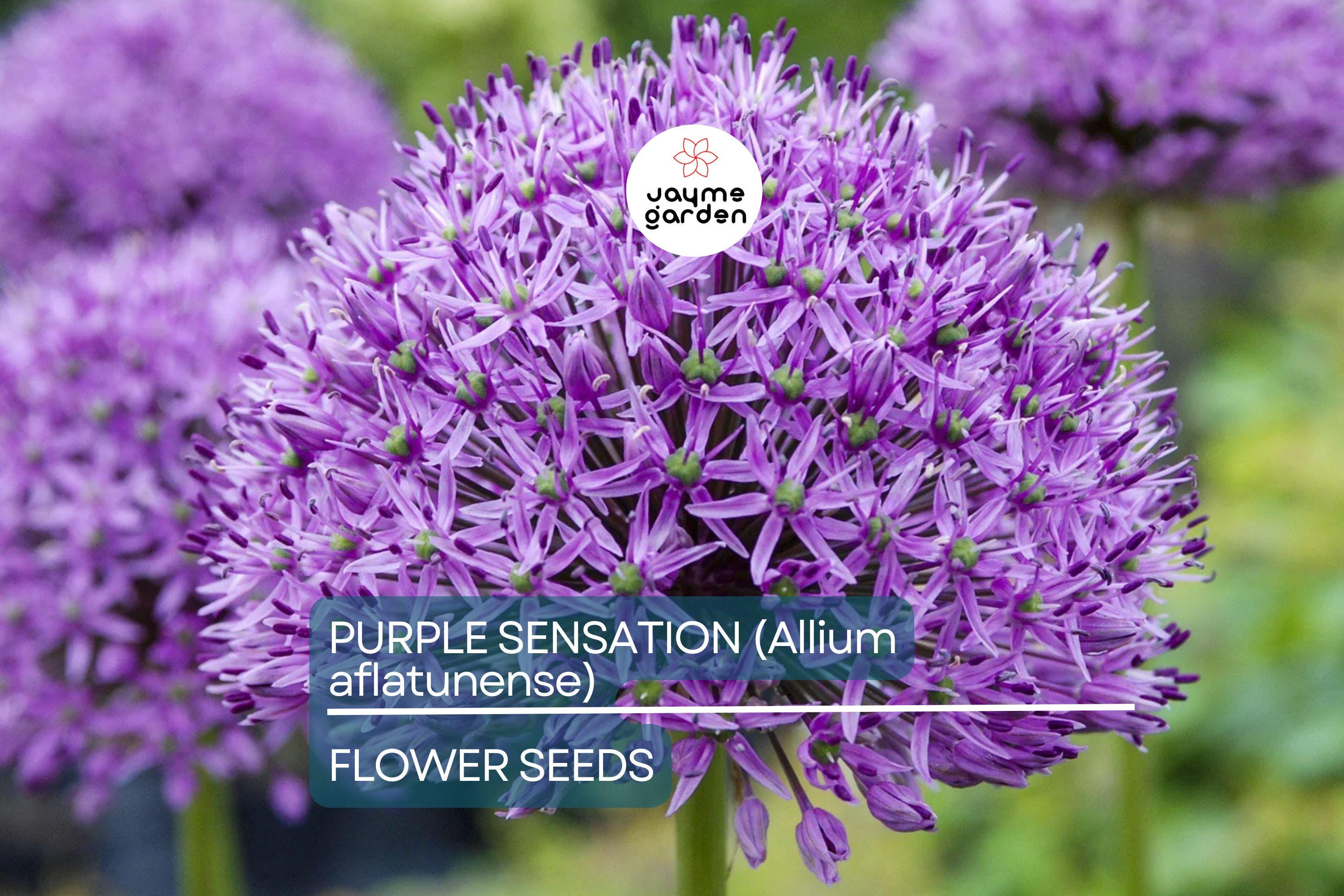 10 Purple Sensation (Allium aflatunense) Seeds – 24-36" Tall, Large 4-6" Flowers, Butterfly Magnet