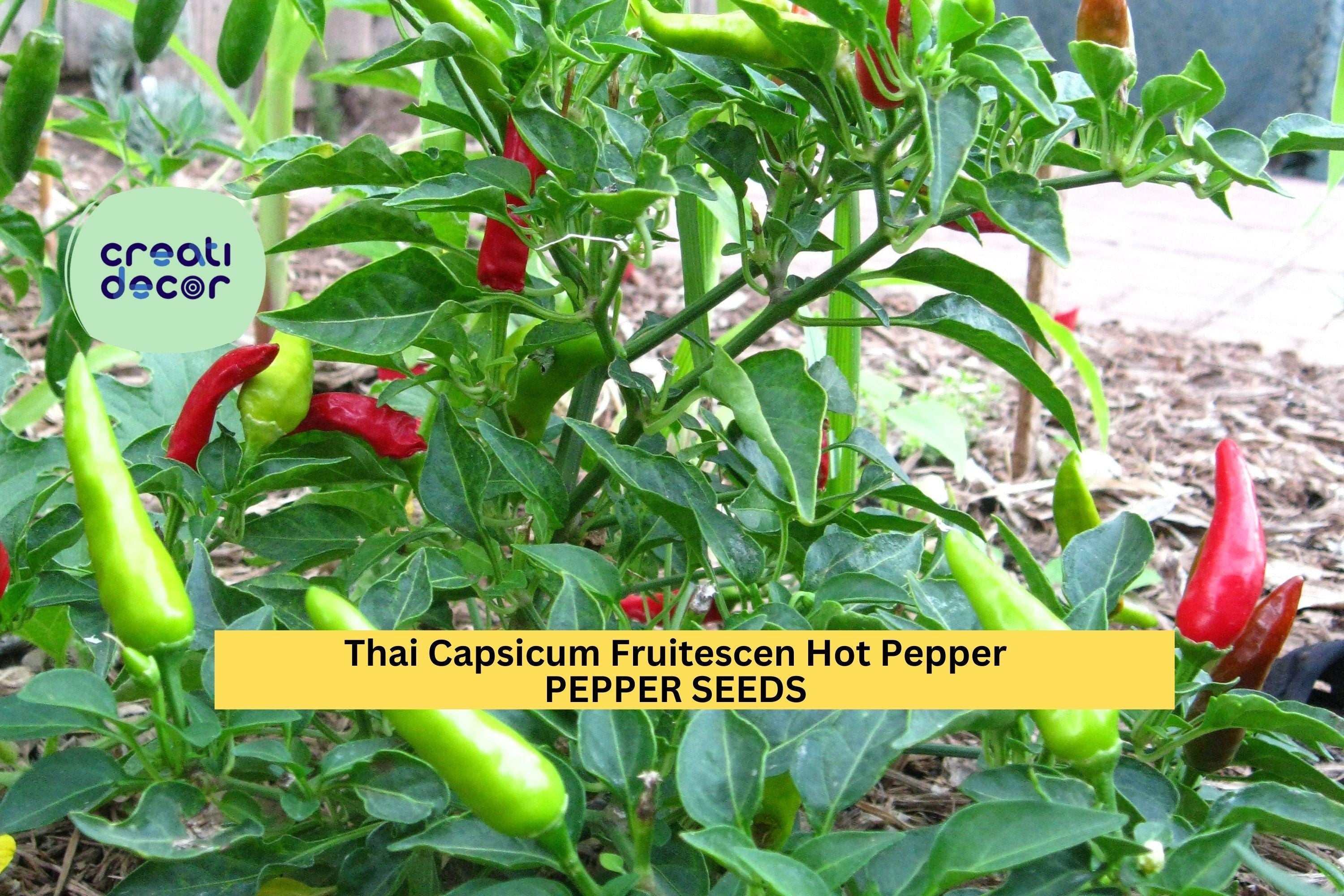 3pcs of 250mg Large Hot Cherry Pepper Seeds – Spicy Round Chili for Pickling,Cooking & Garden Growing–Heirloom Hot Pepper Seeds for Planting