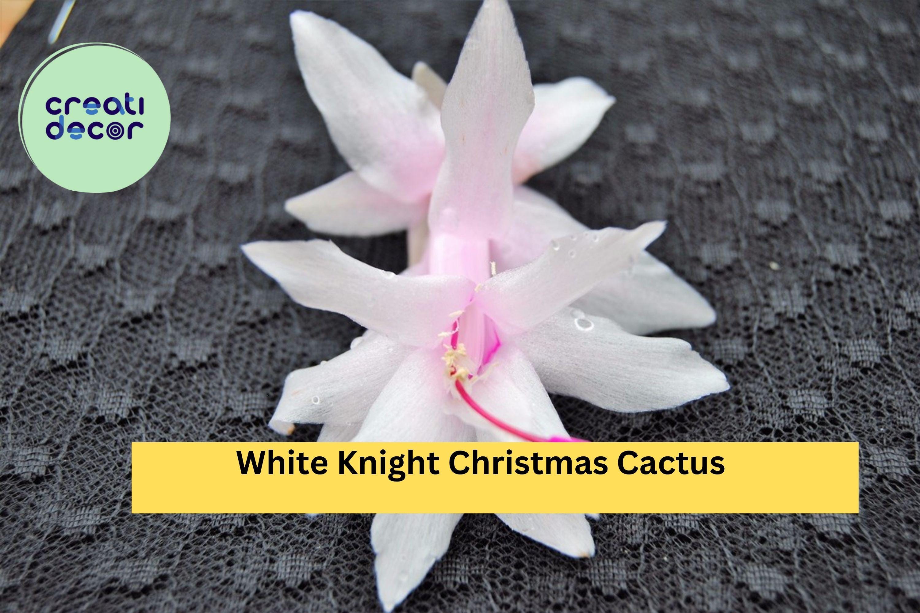 White Knight Christmas Cactus Starter Plant – Schlumbergera truncata, Live Holiday Cactus Cutting, Rare White Bloom Variety