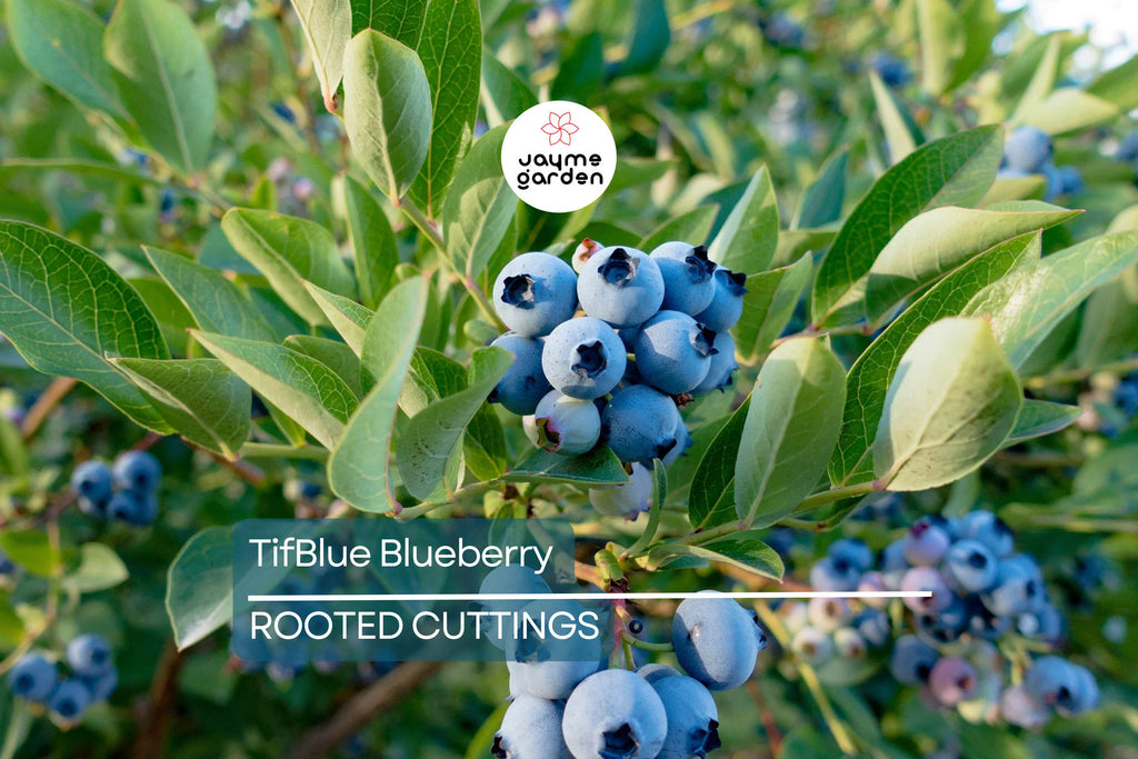 TifBlue Blueberry 7 Live Plant Cuttings Grow Kit - Root Fruit Bush, RabbitEye, DIY, Cold-Hardy