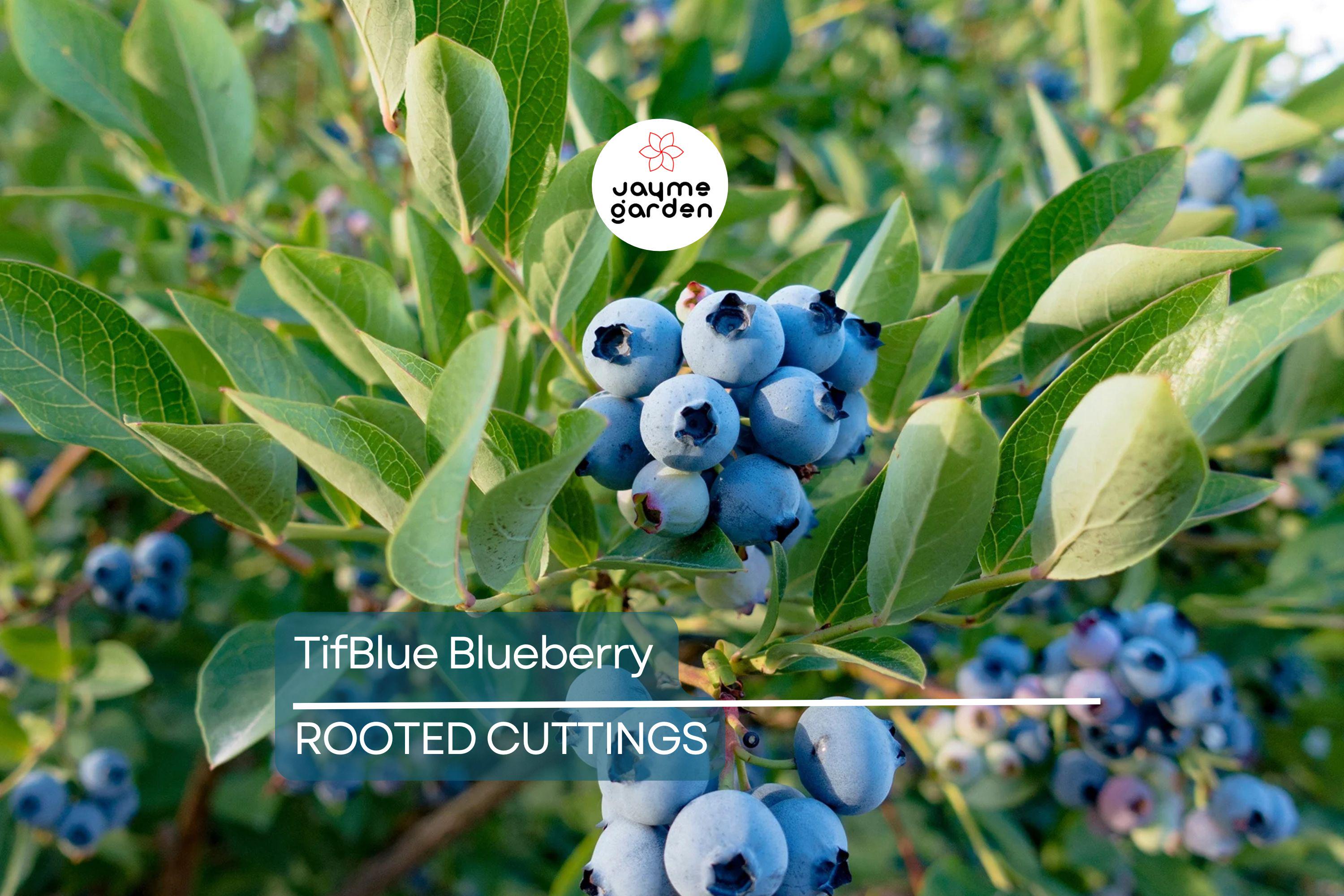 TifBlue Blueberry 7 Live Plant Cuttings Grow Kit - Root Fruit Bush, RabbitEye, DIY, Cold-Hardy