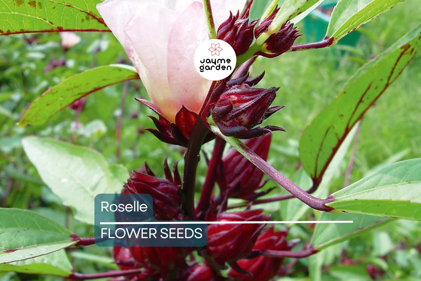 50 Roselle Seeds | Hibiscus sabdariffa | Asian Sour Leaf | Heirloom, Edible & Medicinal