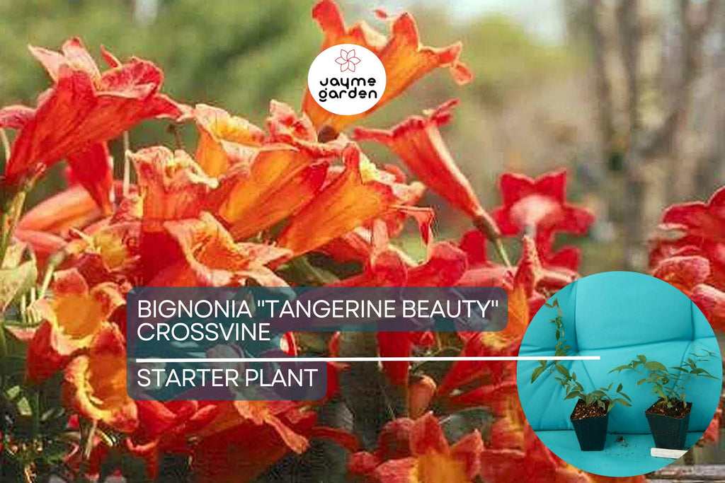 1 Tangerine Beauty Crossvine | Bignonia Rooted Starter Plant | Butterfly Magnet | Vibrant Orange Blooms | Fast-Growing Climber