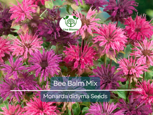 50 Seeds Bee Balm Monarda Didyma Mixed Colors, Perennial Hummingbird Plant, Non-GMO, Pollinator-Friendly, Vibrant Flowers for Garden