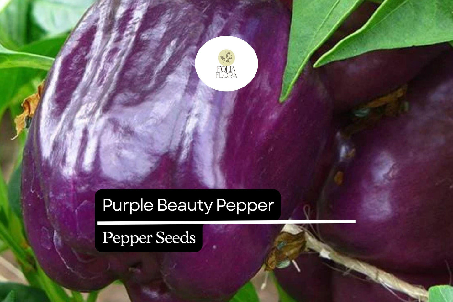 25 Purple Beauty Pepper Seeds – Capsicum annuum – Sweet Bell Pepper, Vibrant Purple Color, Non-GMO, High Yield, Great for Salads & Cooking