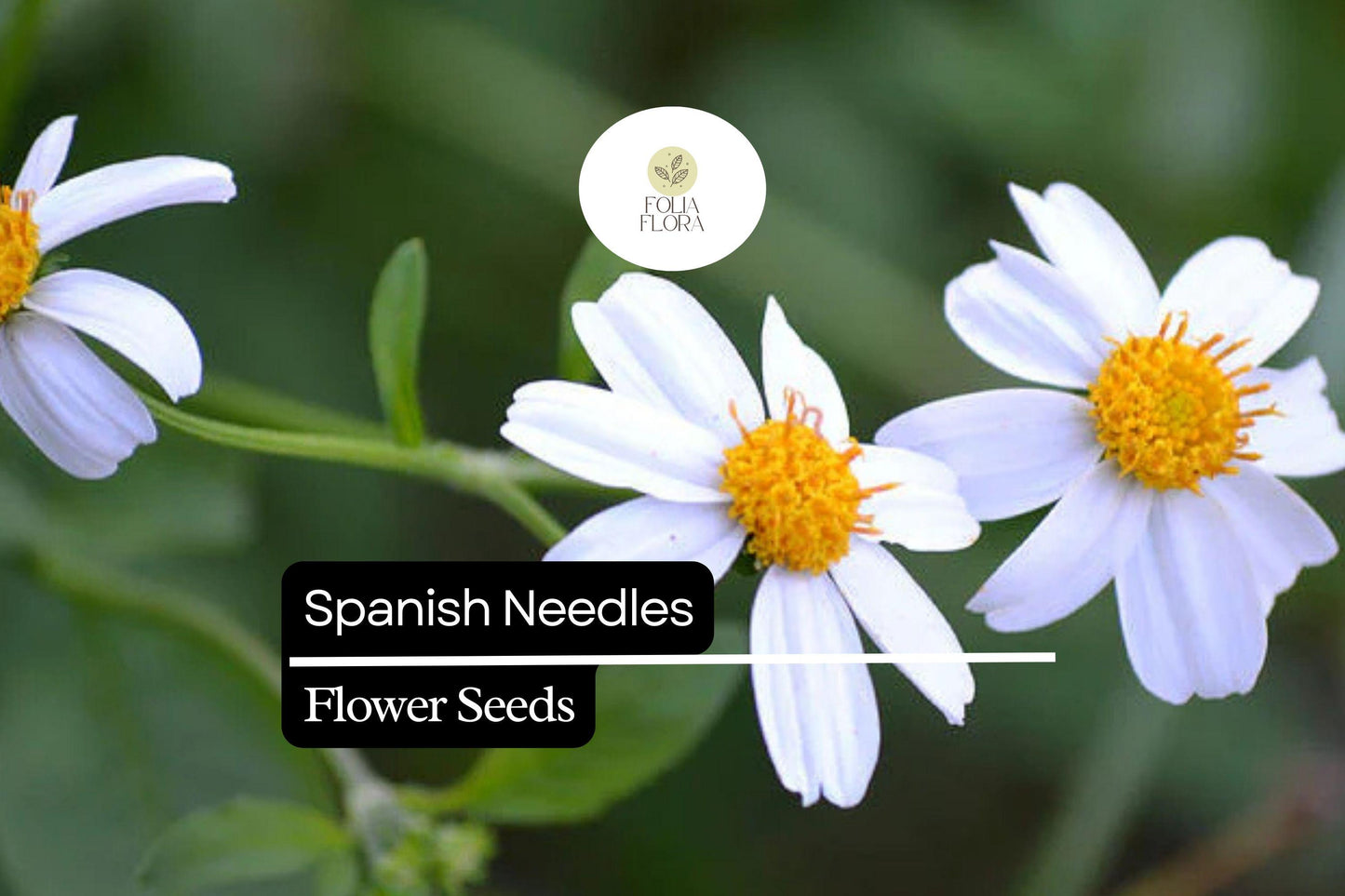 Spanish Needles Seeds (Bidens alba) | 25 Seeds | Pollinator Magnet with White Daisylike Flowers | Edible, Easy to Grow & Drought-Tolerant