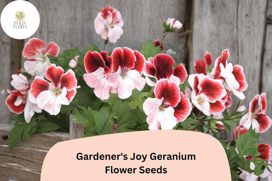25+ Gardener’s Joy Geranium Seeds | Red and White Pelargonium | Bicolor Garden Flower Seeds
