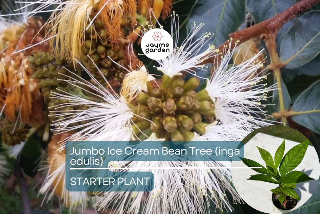 Jumbo Ice Cream Bean Tree (Inga edulis) Live Tropical Fruit Tree 12”-24” | Guama Machete with Sweet Vanilla-Flavored Pods
