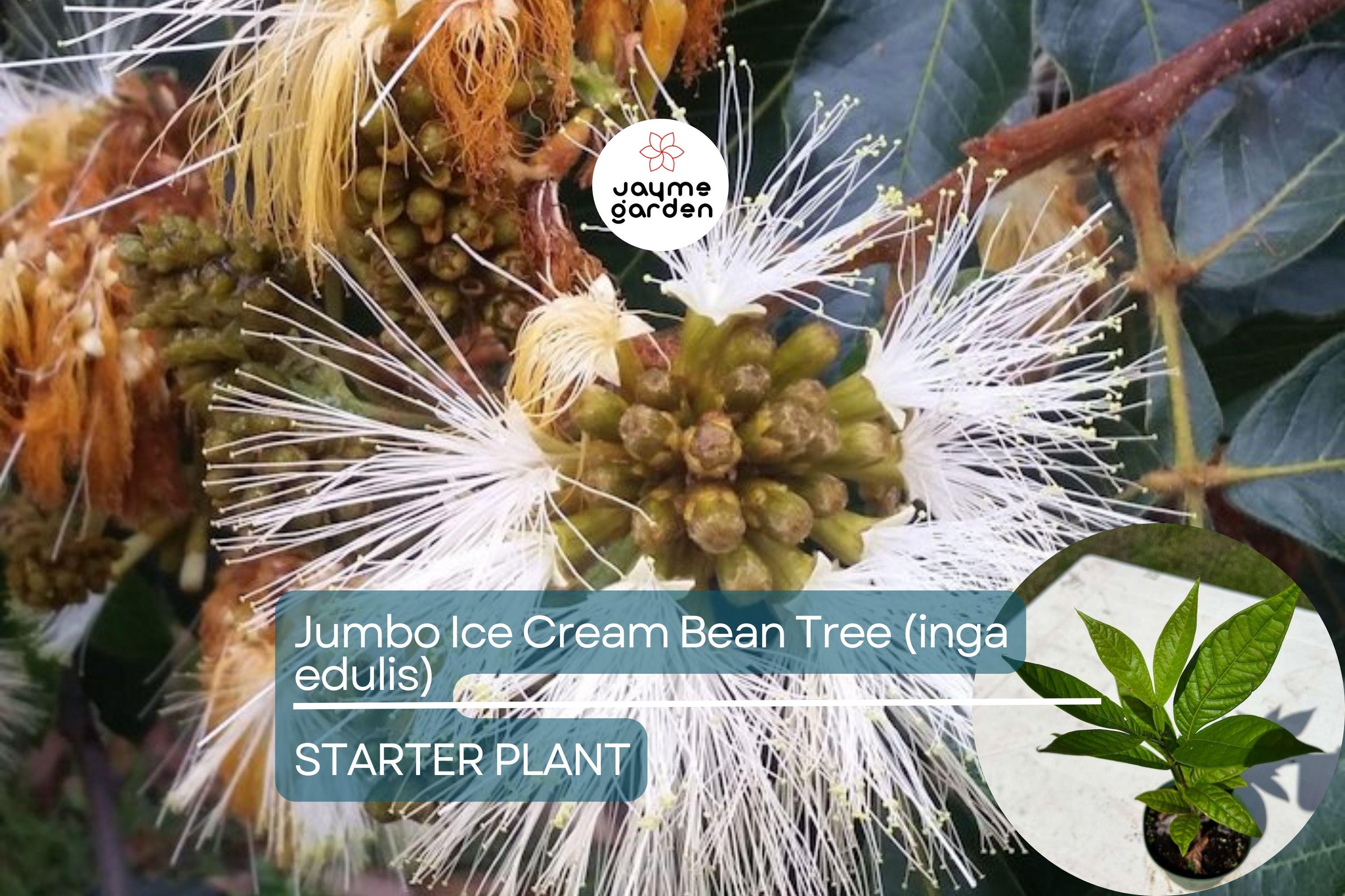 Jumbo Ice Cream Bean Tree (Inga edulis) Live Tropical Fruit Tree 12”-24” | Guama Machete with Sweet Vanilla-Flavored Pods