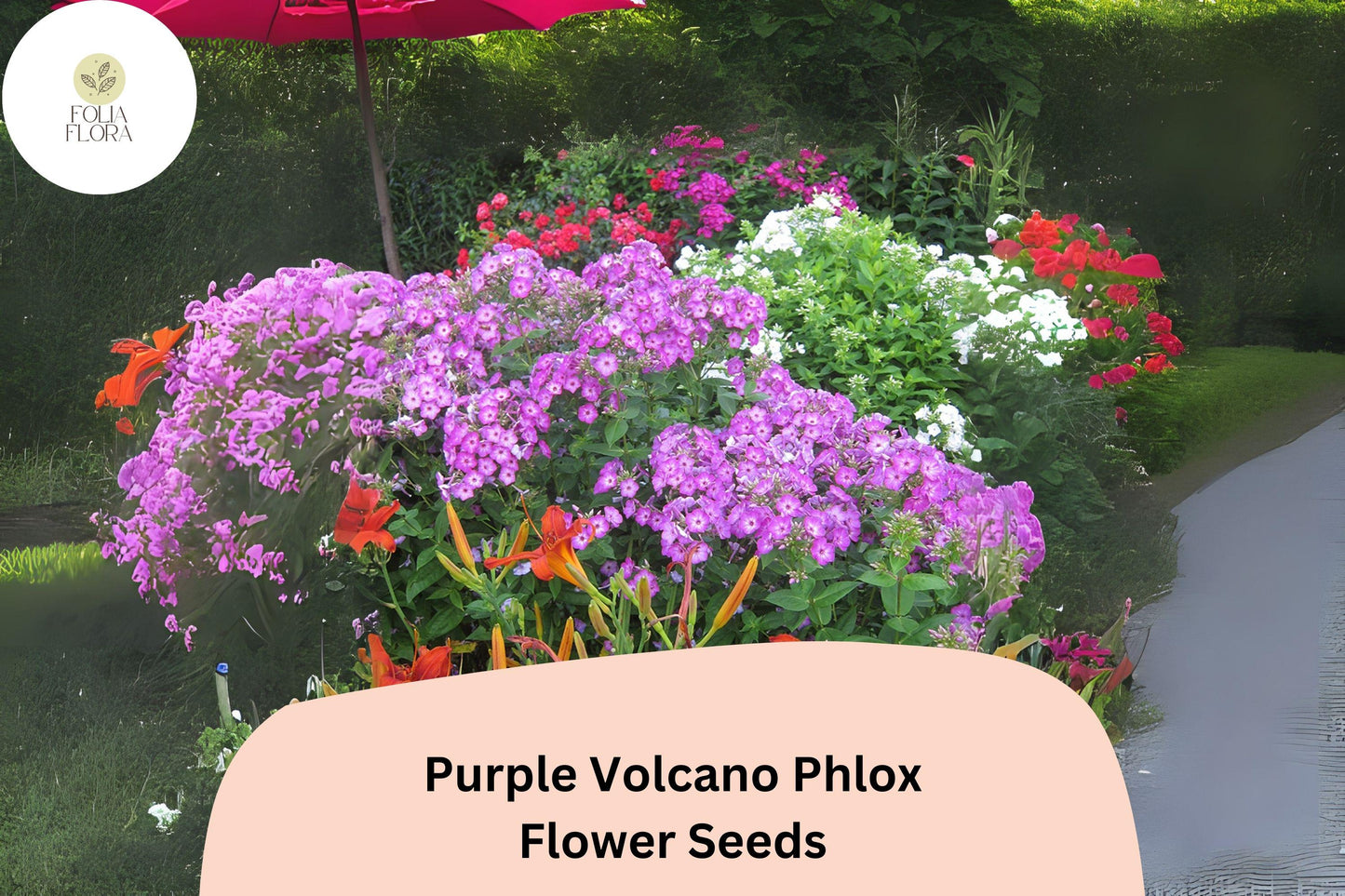 100+ Purple Volcano Phlox Seeds for Planting | Phlox drummondii Annual Flower Seeds | Deep Purple Blooms for Beds & Containers