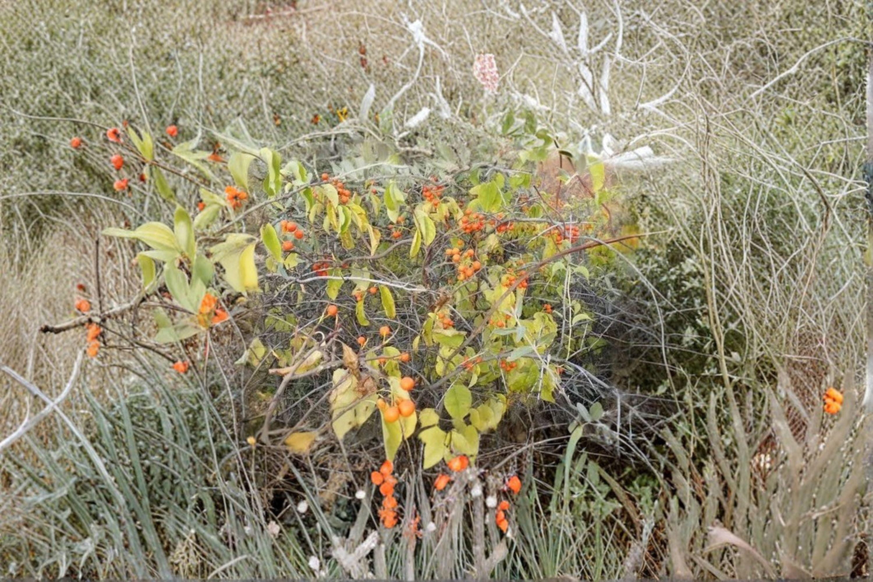 Celastrus scandens/American Bittersweet – 30 Seeds | Native Woody Vine | Fall Berries | Wildlife Favorite
