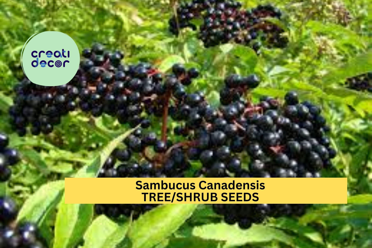 100 American Elderberry Seeds (Sambucus canadensis) – Native Shrub for Hedges, Wildlife Habitat, and Ornamental Landscaping