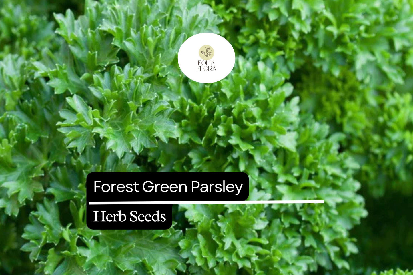 1200 Seeds Forest Green Parsley (Petroselinum crispum) – Aromatic Herb for Culinary and Garden Use