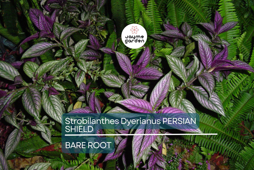Strobilanthes Dyerianus Persian Shield Live Plant – 4” Tall, Purple Silver Foliage, Heat & Drought Tolerant