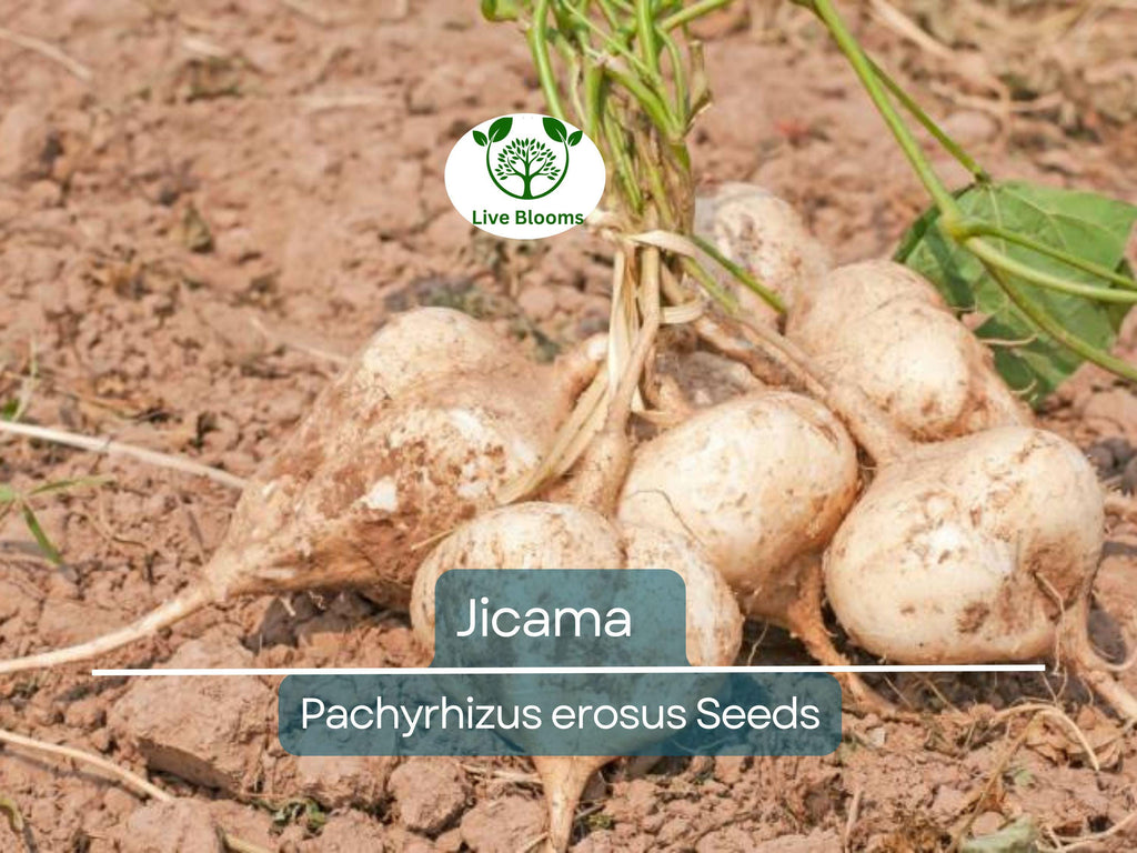40 Jicama Seeds - Mexican Yam Bean (Pachyrhizus erosus) - Non-GMO Tuber Vegetable, Root Potato, and Edible Fruit for Garden or Farm