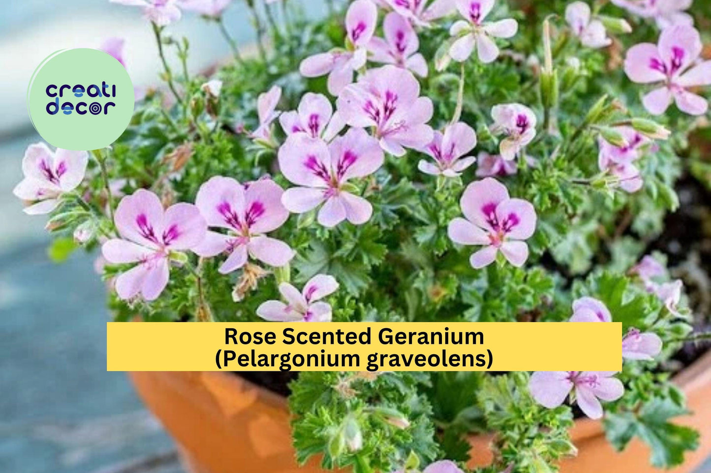 Rose Scented Geranium Cuttings – Set of 6 – Pelargonium graveolens – Fragrant Herb Plant for Garden & Indoor Pots