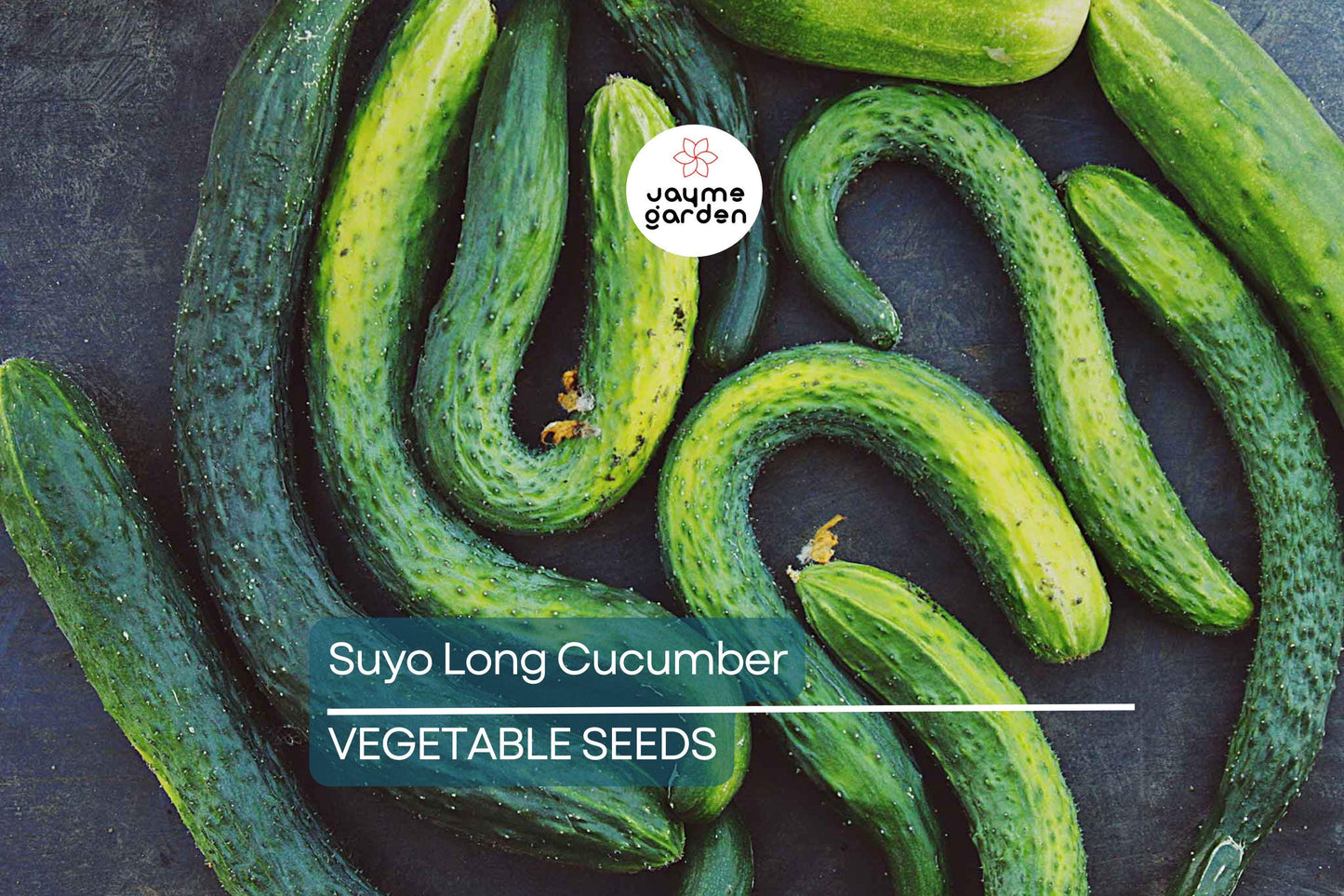 100+ Suyo Long Cucumber Seeds - Heirloom - Burpless - Organic - Non-GMO - Rare Asian Variety - Sweet & Crisp - Grows Up to 15"