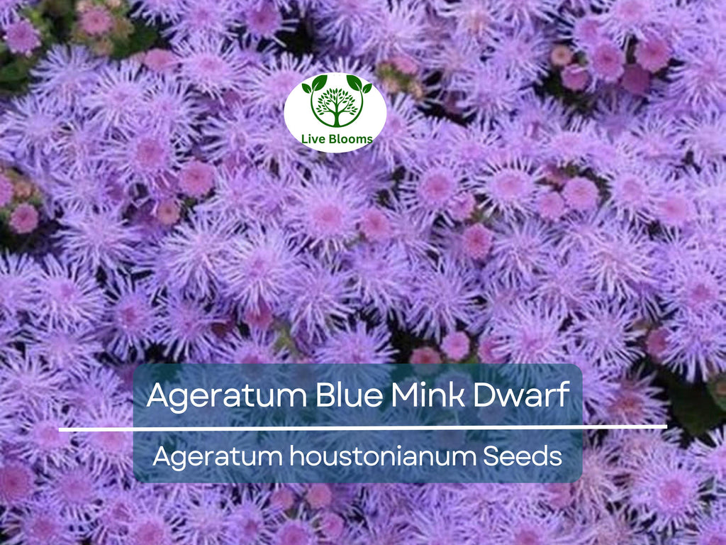 500 Seeds Ageratum Blue Mink Dwarf, Floss Flower, Purple Blooms, Monarchs Love, Non-GMO, Perennial, Butterfly Garden, Easy to Grow
