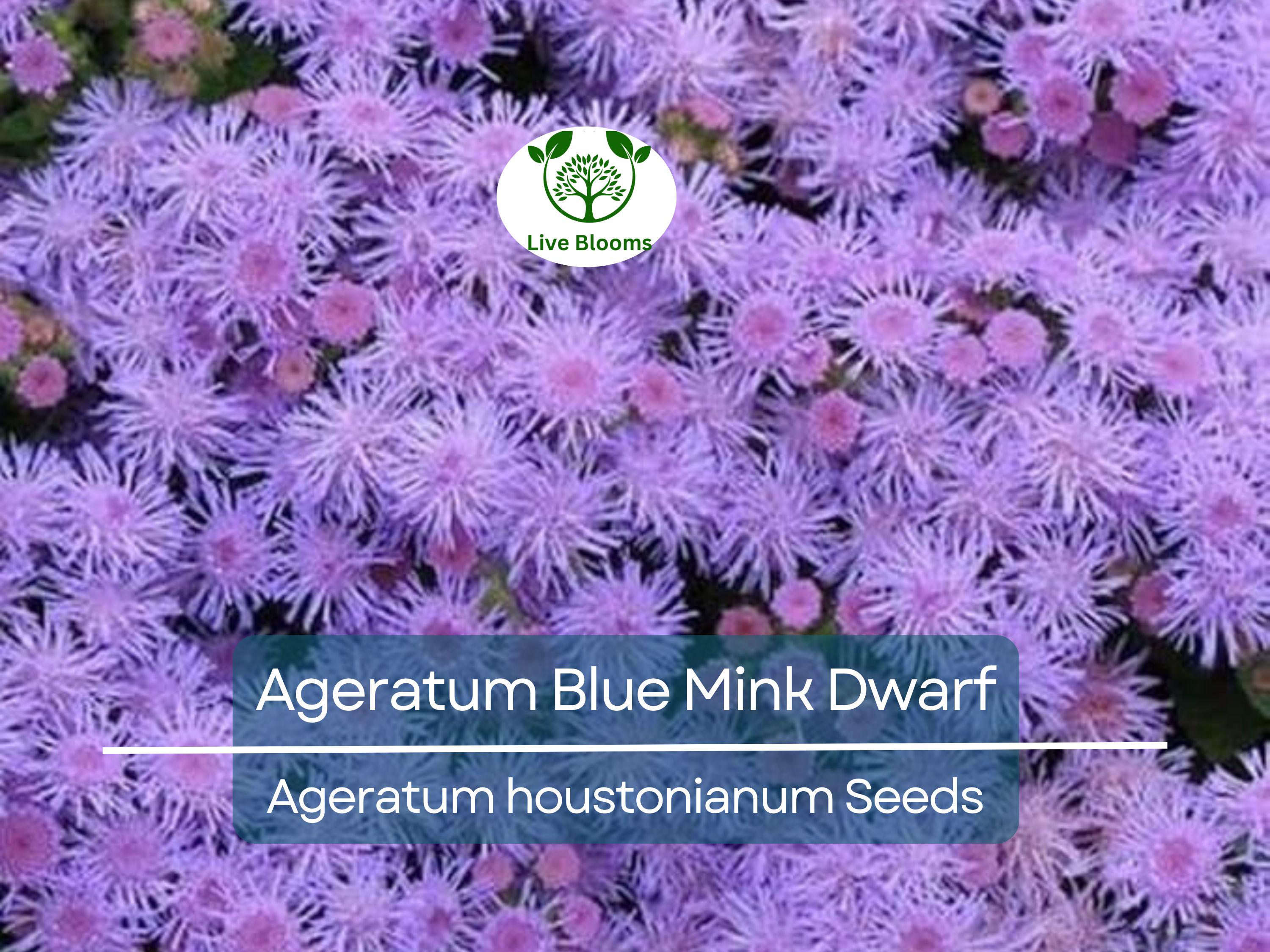 500 Seeds Ageratum Blue Mink Dwarf, Floss Flower, Purple Blooms, Monarchs Love, Non-GMO, Perennial, Butterfly Garden, Easy to Grow