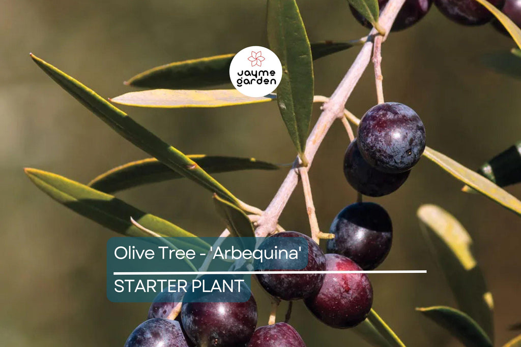 Arbequina Olive Tree (Olea europaea) – Live Plant Hardy Variety for Oils and Pickling Cold & Drought Tolerant 4”-8” Starter