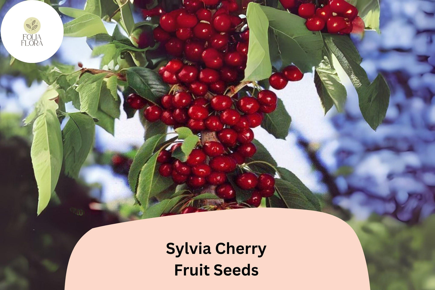 10+ Sylvia Cherry Seeds – Sweet, Juicy, Compact Tree for Home Gardens
