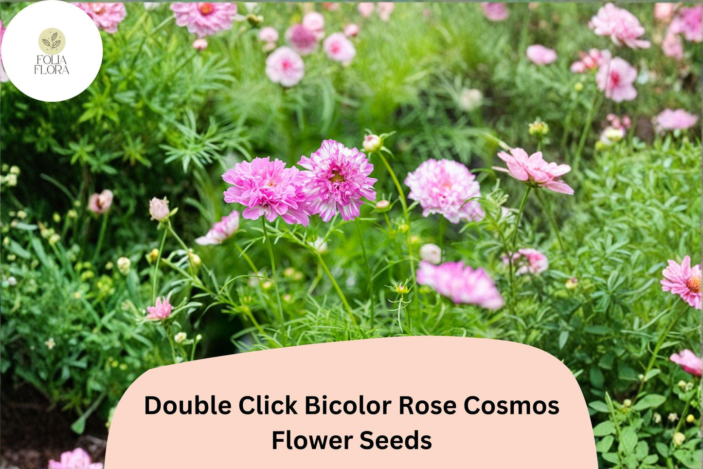 200+ Double Click Bicolor Rose Cosmos Seeds | Cosmos Bipinnatus Pink White Double Flower Seeds