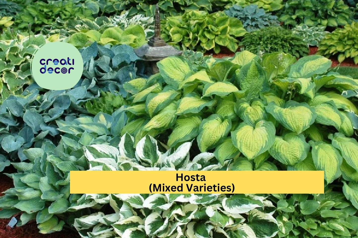 Hosta Mix Bare Root Plants | 20 Pack Live Perennial Roots | Shade Garden Foliage Variety