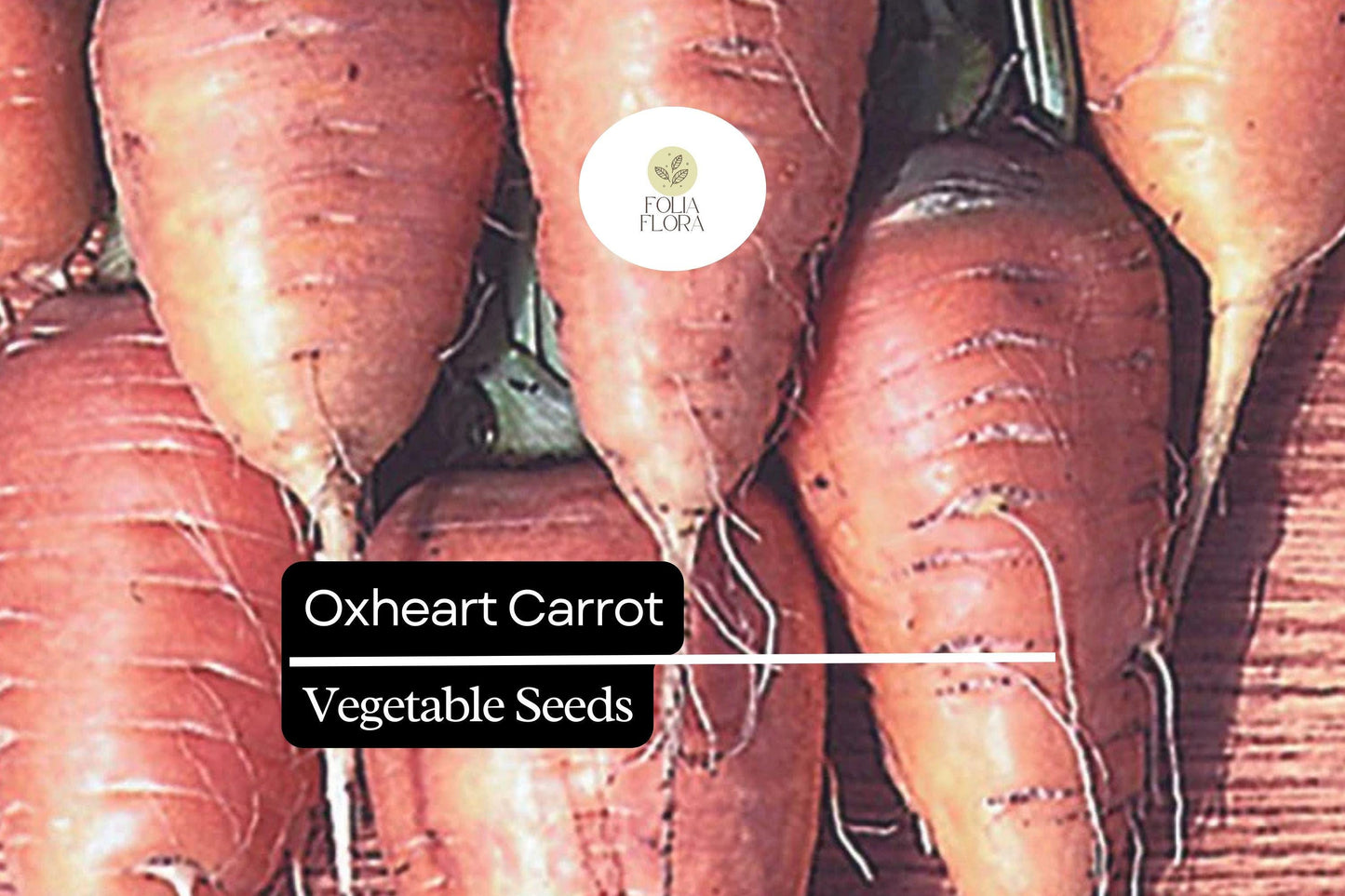200 Seeds Oxheart Carrot (Daucus carota) – Heirloom, Short & Thick Roots, Sweet Flavor, Ideal for Heavy Soils