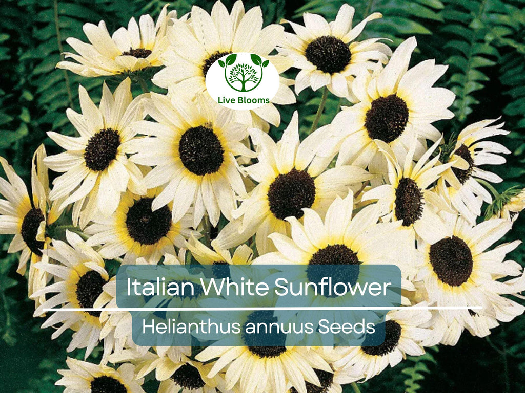 100 Seeds Italian White Sunflower, Non-GMO, Pollinator Friendly, Cut Flowers, Bees, Beautiful White Blooms, Easy to Grow Garden Flowers