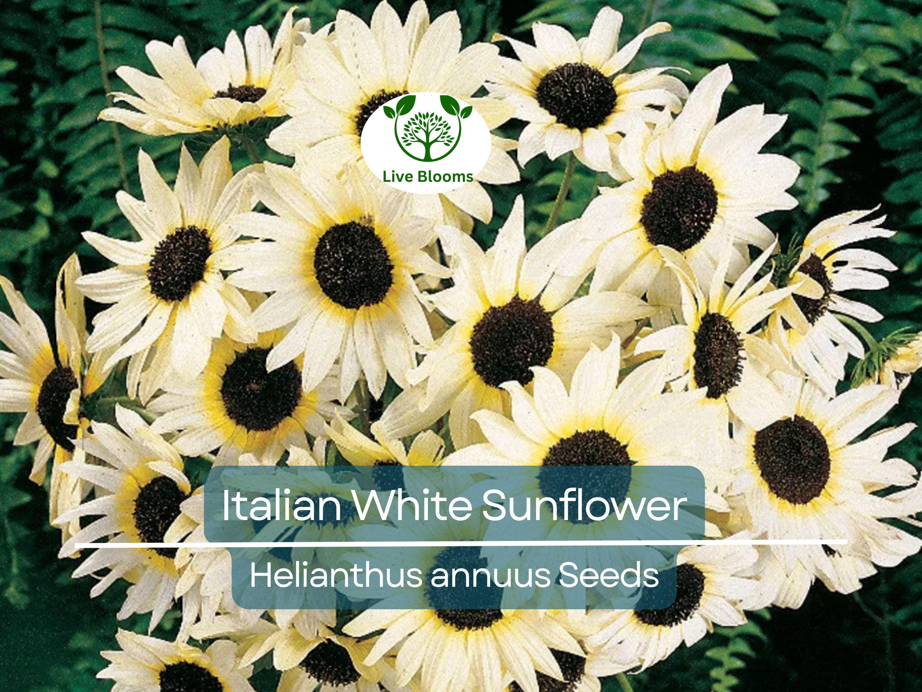 100 Seeds Italian White Sunflower, Non-GMO, Pollinator Friendly, Cut Flowers, Bees, Beautiful White Blooms, Easy to Grow Garden Flowers