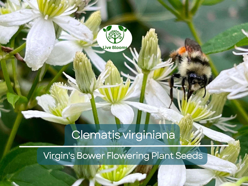 100 mg Seeds Clematis Virginiana – Virgin's Bower (Clematis virginiana) | Native Flowering Climber for Planting & Garden Beauty